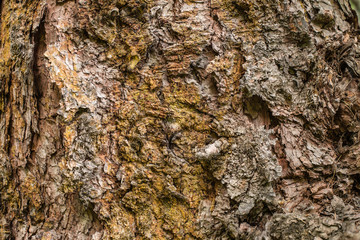 Tree bark texture / background  