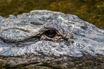 Alligator Eye, Big Cypress National Preserve, Florida