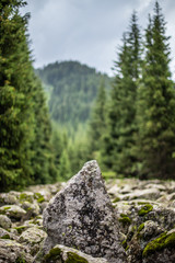Stones with moss in jungle / forest