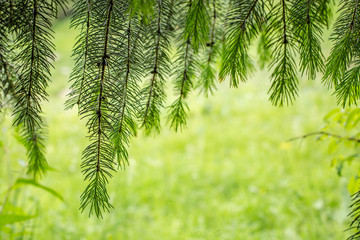 green fir tree or pine branches