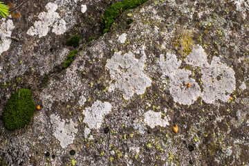Stone texture / background with moss  