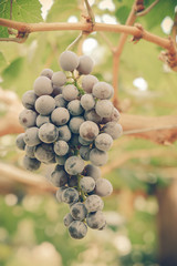 grapes hang from a vine with filter effect retro vintage style