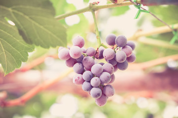 grapes hang from a vine with filter effect retro vintage style