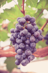 grapes hang from a vine with filter effect retro vintage style