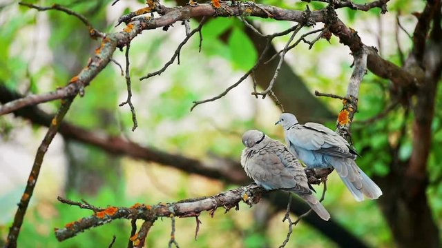 Pigeons kiss on a branch. Birds clean feathers a beak. A marriage season at birds, shooting of the wild nature.