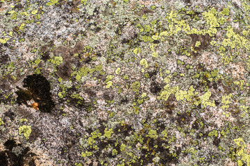 Stone texture / background with moss  