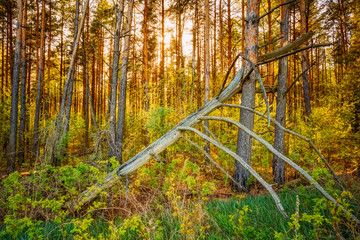 Windfall In Forest. Storm Damage. Fallen Tree