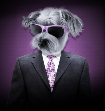 Portrait homme avec tête de chien et lunettes de soleil