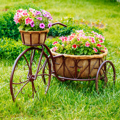 Fototapeta na wymiar Decorative Vintage Model Old Bicycle In Flowers Garden