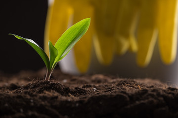 Sprout in ground