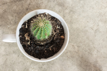 cactus in white mug on concrete floor
