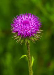 thistle. pink milk thistle flower in bloom in spring. Single Thistle Flower in Bloom in the field. Pink thistle flower