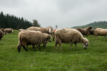 Hairy sheep on a green meadow 38