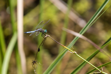 Dragonfly, Big Cypress National Preserve, Florida