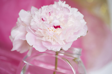 Pink flowers close up, isolated against pink background