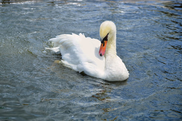 Duck in River