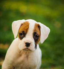 Boxer puppy portrait