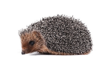 Prickly hedgehog isolated on a white background.
