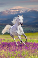 Étalon blanc à longue crinière courir au galop dans les fleurs contre les montagnes
