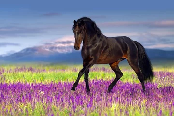 Peel and stick wall murals Horses Stallion trotting in flowers against mountains