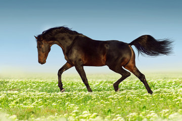 Fototapeta na wymiar Bay stallion run in flower meadow