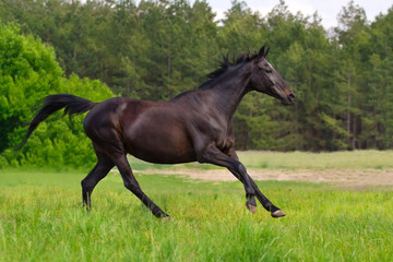 Obraz na płótnie Canvas Black horse run gallop against trees in green field
