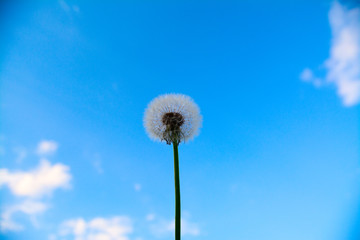 Obraz premium Dandelion against a clear blue sky