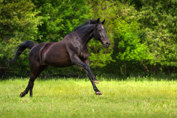 Black horse run gallop against trees in green field