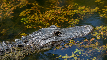 Alligator Swimming, Big Cypress National Preserve, Florida