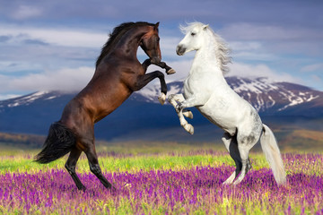 Two horse rearing up against mountain view in flower field