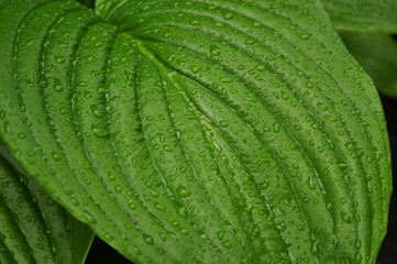 Green leaf after rain