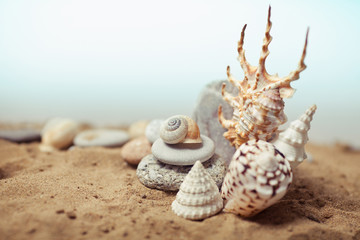 Sea shells with sand