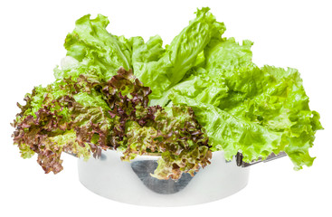 raw green leaves of Lollo rosso and Leaf lettuce
