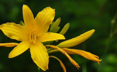 Yellow summer lily
