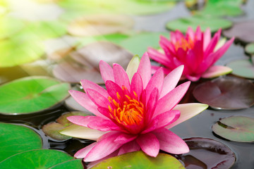 Beautiful pink lotus blooming in pond with sunlight.
