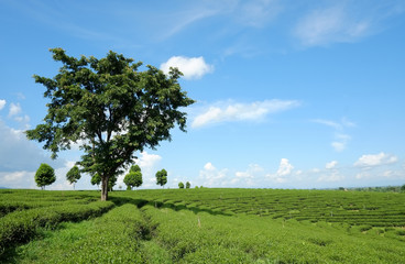 Beautiful big tree from choui fong tea , create space for the words.