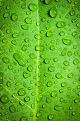 Obraz na płótnie Canvas Water droplets on a leaf, background, nature.