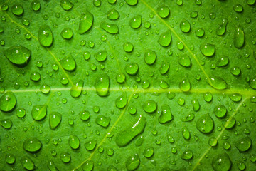 Naklejka na ściany i meble Water droplets on a leaf, background, nature.
