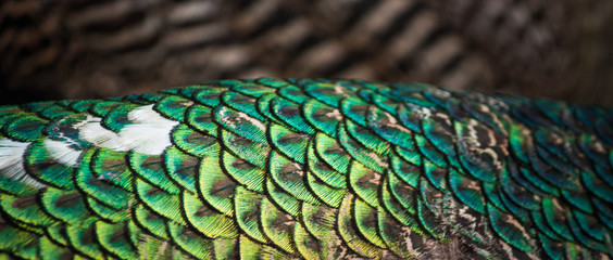 Peacock feathers, pattern, wing