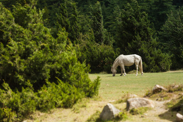 White horses graze at uphill pasture in Annapurna range, Nepal.