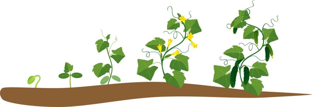 Cucumber plant growth cycle