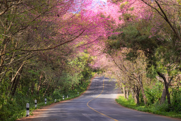 The road that covered by the pink flower