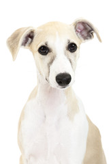 Whippet Puppy Isolated Studio Portrait