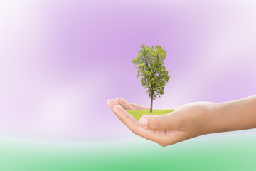 We love the world of ideas, man planted a tree in the hands.Background blur  sky