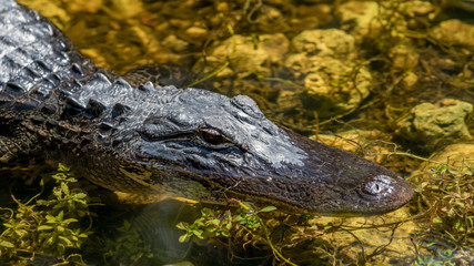 Alligator Swimming, Big Cypress National Preserve, Florida