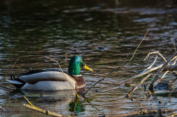 ente im bach