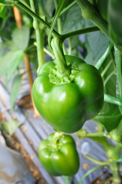Green bell pepper or capsicum.