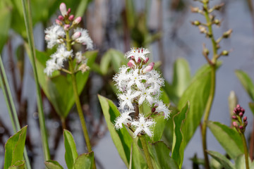 Bogbean (Menyanthes trifoliata ) in flower