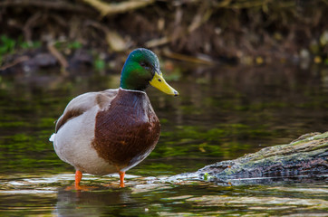 ente steht im bach
