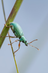 Green Weevil (Polydrusus formosus) clinging to a stem